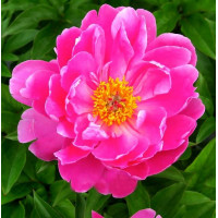 Пион Nice Gal (Найс Гал)