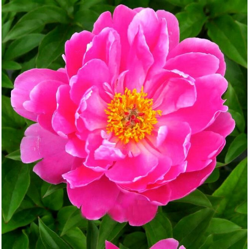 Пион Nice Gal (Найс Гал)