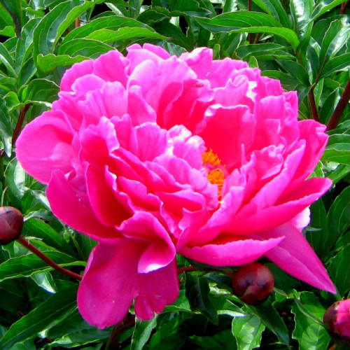 Пион Nice Gal (Найс Гал)