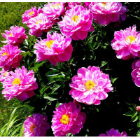 Пион Nice Gal (Найс Гал)