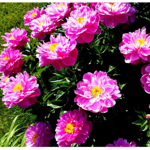 Пион Nice Gal (Найс Гал)