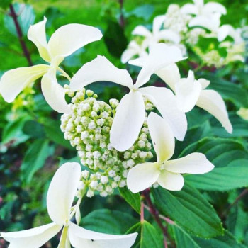 Гортензия метельчатая Great Star (Грейт Стар)