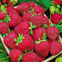 Клубника (крупноплодная) Черри Берри (5 шт.)
