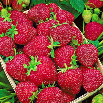 Клубника (крупноплодная) Черри Берри (5 шт.)