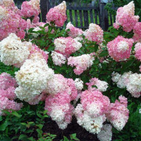 Гортензия метельчатая Touch of Pink