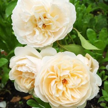 Роза английская кустовая Личфилд Энджел (Lichfield Angel)